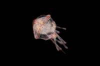 Oursin - Larve Pluteus d'Oursin agée x40